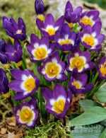 CROCUS MINI TRICOLOR