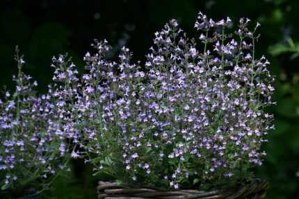 Calamintha nepeta 'Blue Cloud' (Mirigyes pereszlény)