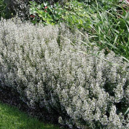 Calamintha nepeta 'White Cloud' (Mirigyes pereszlény)