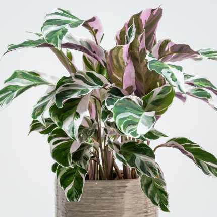 Calathea 'Fusion White' – Tarka zebralevél