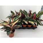 Calathea TRIOSTAR