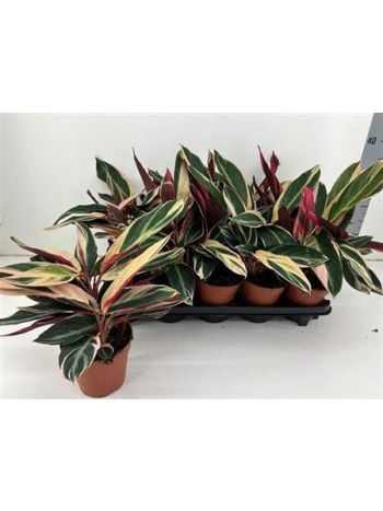 Calathea TRIOSTAR