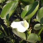Calla palustris - Sárkánygyökér - kerti tavi növény
