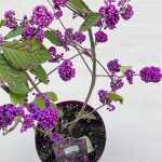 Callicarpa bodinieri - Kínai lilabogyó