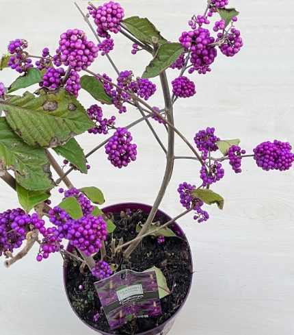 Callicarpa bodinieri - Kínai lilabogyó