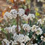 Callicarpa bodinieri 'Magical Snowstar'® -