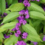 Callicarpa dichotoma Issai