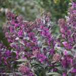 Callicarpa x 'Pearl Glam'® -