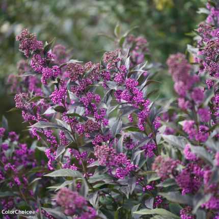 Callicarpa x 'Pearl Glam'® -