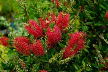 Callistemon 'Mini Red' - Kefevirág