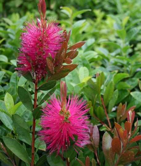 Callistemon viminalis 'Hot Pink' -