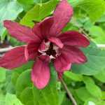 Calycanthus 'Hartlage Wine' -