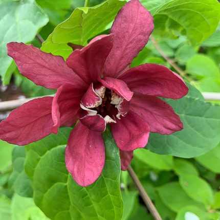 Calycanthus 'Hartlage Wine' -