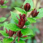 Calycanthus floridus