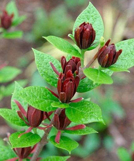Calycanthus floridus