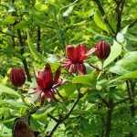 Calycanthus floridus -
