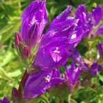 Campanula punctata 'Vine'n Rubies' (Pettyegetett harangvirág)
