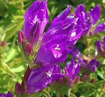 Campanula punctata 'Vine'n Rubies' (Pettyegetett harangvirág)