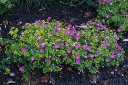 Campanula carpatica 'Karl Foerster' (Kárpáti harangvirág)
