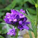 Campanula glomerata 'Freya' (Csomós harangvirág)