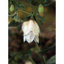 Campanula grandis 'Azure Beauty' (Harangvirág)