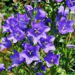 Campanula persicifolia 'Earlion Blue' (Baracklevelű harangvirág)