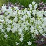 Campanula persicifolia 'White' (Baracklevelű harangvirág)