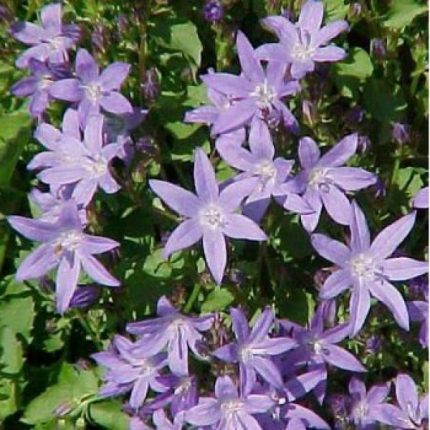 Campanula poscharskyana (Balkáni harangvirág)
