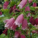 Campanula punctata 'Cherry Bells' (Pettyegetett harangvirág)
