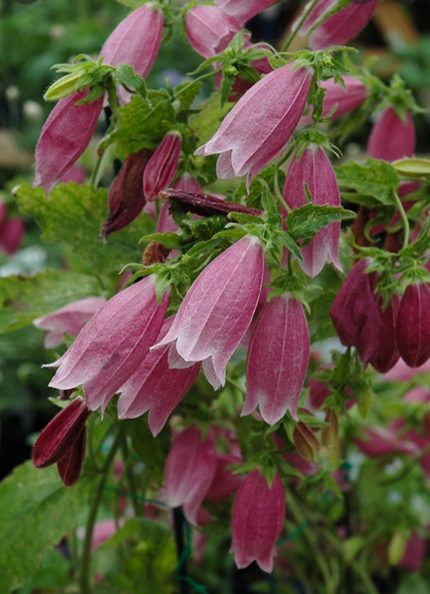 Campanula punctata 'Cherry Bells' (Pettyegetett harangvirág)