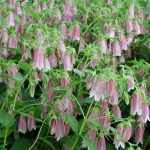 Campanula punctata 'Elisabeth' (Pettyegetett harangvirág)
