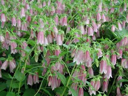 Campanula punctata 'Elisabeth' (Pettyegetett harangvirág)