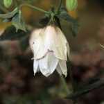Campanula punctata 'Wedding Bells' (Pettyegetett harangvirág)