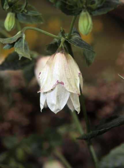 Campanula punctata 'Wedding Bells' (Pettyegetett harangvirág)