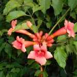 Campsis radicans -