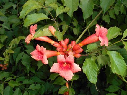 Campsis radicans -