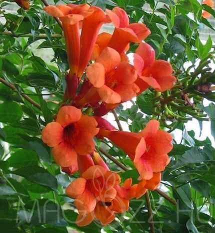 Campsis radicans 'Atropurpurea' - Piros virágú trombitafolyondár
