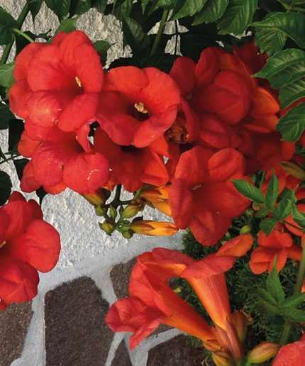 Campsis radicans 'Flamenco' - Vörös virágú trombitafolyondár