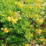 Campsis radicans 'Flava' - Trombita folyondár