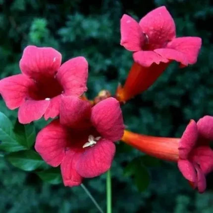 Campsis radicans 'Gabor' - Trombita folyondár