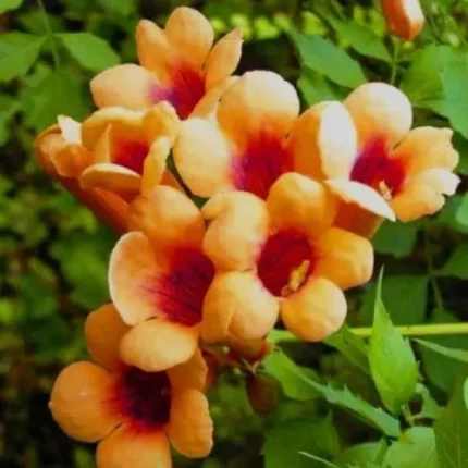 Campsis radicans 'Judy' - Trombita folyondár