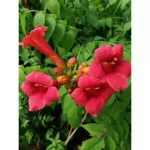 Campsis radicans Scarlet Storm