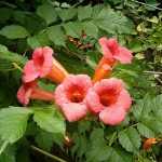 Campsis radicans 'Stromboli' - Narancspiros virágú trombitafolyondár