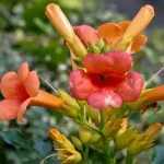 Campsis x tagliabuana 'Golden Trumpet'® - Sárga virágú trombitafolyondár