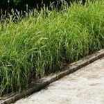 Carex muskingumensis 'Silberstreif' (Pálmalevelű sás)