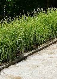 Carex muskingumensis 'Silberstreif' (Pálmalevelű sás)