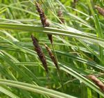 CAREX NIGRA - Fekete sás kerti tavi növény