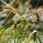 Carex pseudocyperus (Villás sás)