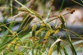 Carex pseudocyperus (Villás sás)