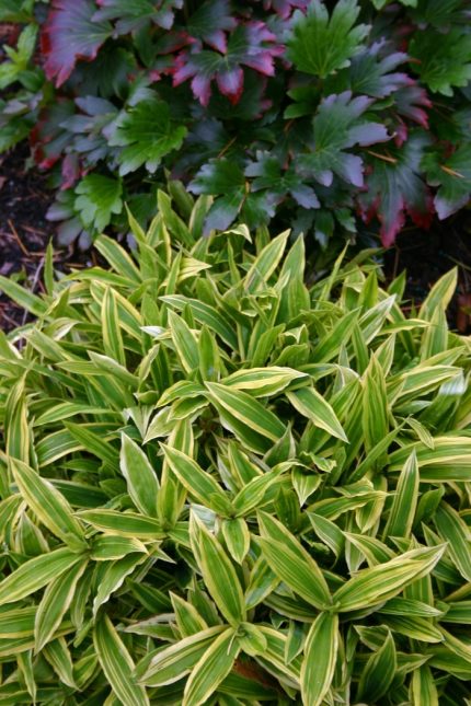 Carex siderosticha 'Island Brockade' (Sás)